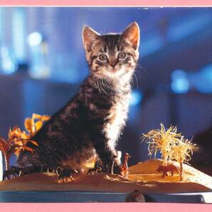 猫(14) U94◆ビンテージポストカード フランス ドイツ ベルギー イタリア イギリス ネコ ねこ 子猫 外国絵葉書の画像2