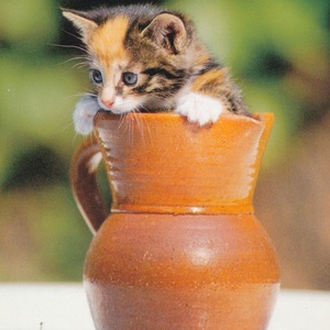 猫(19) U94◆ビンテージポストカード フランス ドイツ ベルギー イタリア イギリス ネコ ねこ 子猫 外国絵葉書