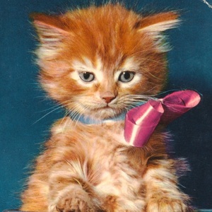 猫(26) U94◆ビンテージポストカード フランス ドイツ ベルギー イタリア イギリス ネコ ねこ 子猫 外国絵葉書