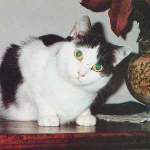 猫(7) C19◆ビンテージポストカード フランス ドイツ ベルギー イタリア イギリス ネコ ねこ 子猫 外国絵葉書