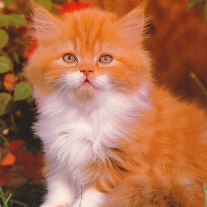 猫(31) C19◆ビンテージポストカード フランス ドイツ ベルギー イタリア イギリス ネコ ねこ 子猫 外国絵葉書の画像1