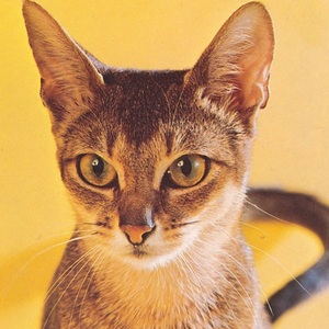 猫(34) C19◆ビンテージポストカード フランス ドイツ ベルギー イタリア イギリス ネコ ねこ 子猫 外国絵葉書