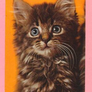 猫(36) C19◆ビンテージポストカード フランス ドイツ ベルギー イタリア イギリス ネコ ねこ 子猫 外国絵葉書の画像2
