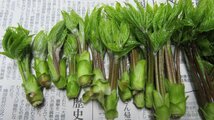 【予約受付】山形産山菜 天然こしあぶら サイズ混合 100ｇ 同梱可　※クール便発送_画像4