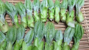 【予約】山形産山菜 天然こしあぶら 筆葉 100ｇ ※クール便発送