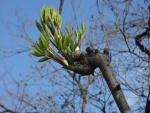 【訳あり】山形産山菜 天然こしあぶら サイズ大きめ 100ｇ 同梱可 5/2正午まで受付　※クール便発送_画像3