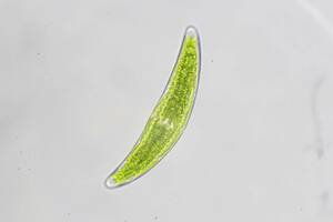 『ミカヅキモの一種』淡水藻類 顕微鏡観察 自由研究などに