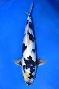 asahinisiki1000 jpy start sale!! surface . production white ..3 -years old 40cm male colored carp 4-8 *