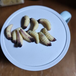 ワーム  ぶどう虫 ブドウ虫 擬似餌 渓流釣り ルアー バス釣り ドッキリの画像8