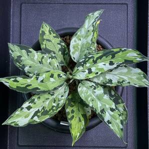 LA便ネームド株 Aglaonema Pictum tricolor【1115-01T】の画像1