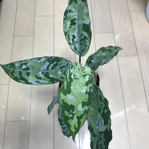 LA便ネームド株 Aglaonema Pictum tricolor【LA0514-4T】の画像1