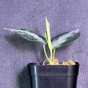 LA便ネームド株 Aglaonema Pictum tricolor“柳緑花紅”LA0913-1ssの画像4