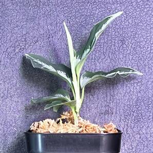 Aglaonema pictum "Purple Rain" 【AZ0516-2e】の画像3