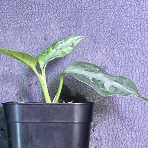 LA便ネームド株 Aglaonema Pictum tricolor "kashyyyk"【LA0816-1ss】の画像3