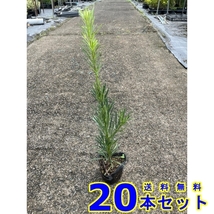 植木 生垣　ラカンマキ (らかんまき　槙) 10.5ｐ 20本 樹高0.4ｍ前後 10.5ｐ 植木　苗木　シンボルツリー　生垣_画像1