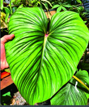 フィロデンドロン philodendron mameii No1_画像1