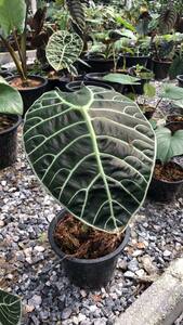 アロカシア Alocasia watsoniana No4 大株