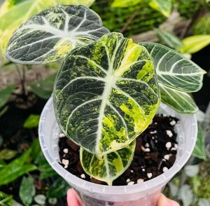 アロカシア Alocasia Backvelvet ninja No1