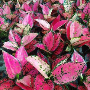 アグロオネマ Aglaonema Pink kumkoon No1の画像1