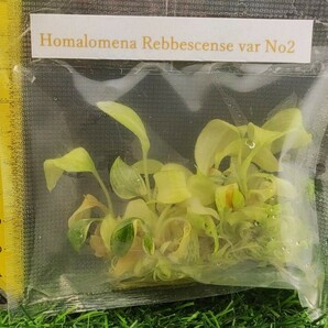 ホマロメナ Homalomena Rebbescense var No2の画像3