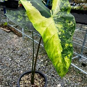 アロカシア Alocasia longiloba variegated No1の画像1