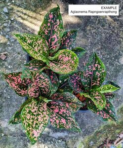 アグロオネマ Aglaonema Rapngoenrapthong No1 