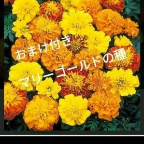 数量限定、おまけ付き！マリーゴールドの種とおまけでひまわり、キンセンカ！