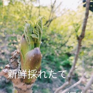 タラの芽、こごみ　山菜セット