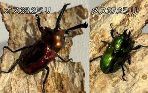 「ＢＳＫ」大型超赤X ピカール(グリーン系血統) ニジイロクワガタ　(クイーンズランド) 幼虫4頭+ おまけ1頭　合計5頭　追加可能　A4