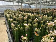 ギムノカリキウム Gymnocalycium LB2178 種子 2000粒 ミックス サボテン_画像3