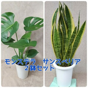 【セール！】 観葉植物 モンステラ6号、サンスベリア７号2鉢セット 【全国送料無料！】