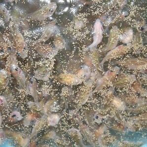 送料無料 1kg 0.3mm エサ 稚魚 熱帯魚 テトラ 餌 魚粉71%上級グレードの画像1