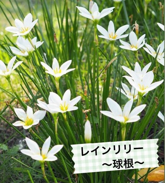 レインリリー 玉すだれ　球根　花苗