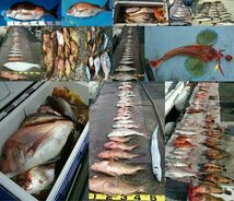 【鯛ラバ】魚眼ケイムラ＋オーロラver. タイラバ3本セット　様々な海域で多数の釣果報告を頂いております！_画像6