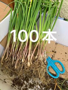 《匿名配送》アサツキ　苗　100本　大きさ色々　畑の整理　浅葱　薬味　 細ネギ　小葱