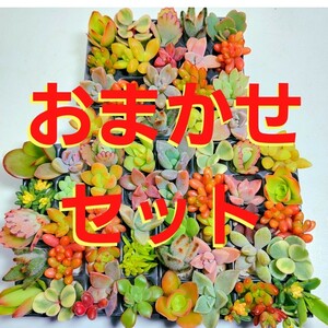 【ルビーネックレス】多肉植物ミニミニ60カット【育成説明書】