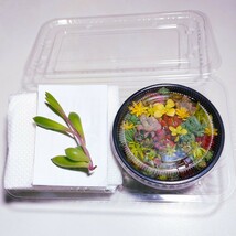 【このまま飾れる】多肉植物セダム　ミニ寄せ植えセット【育成説明書】_画像4