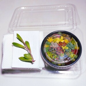 【このまま飾れる】多肉植物セダム ミニ寄せ植えセット【育成説明書】の画像4