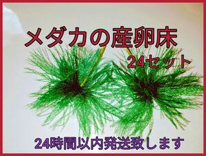 メダカの産卵床ネットタイプ24セット