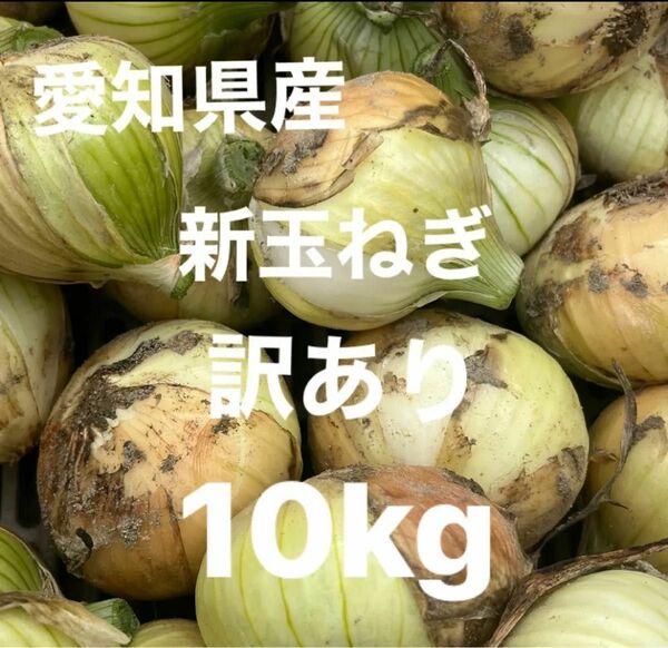 愛知県産　 新玉ねぎ　訳あり　　10kg