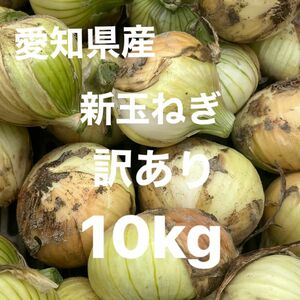 愛知県産　新玉ねぎ　10kg 訳あり