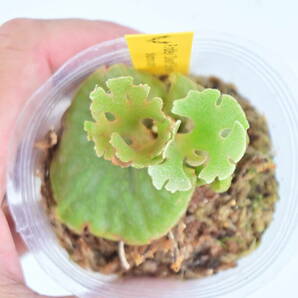 P.ridleyi 'Dwarf Silvery' spored③  @bikamori.com リドレイ ドワーフシルベリー ビカクシダ の画像1