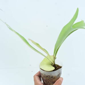 P.veitchii cv.Lemoinei TC①  @bikamori.com レモイネイ  ビカクシダ の画像7