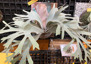 P.White Gizmo spored② @bikamori.com white gizmo staghorn fern 