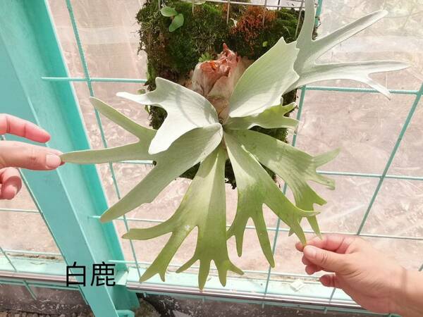 P.bifurucatum 'White' TC⑤　 @bikamori.com ビフルホワイト 白ビフル ビカクシダ