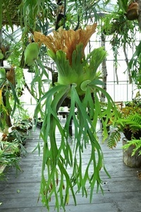 P.willinckii spored① @bikamori.comwi Lynn key staghorn fern 