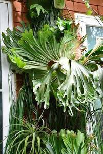 P.Charles Alford spored⑤ @bikamori.com Charles aru Ford staghorn fern 