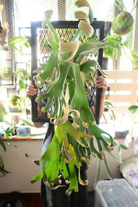 P.Foongsiqi TC⑤ @bikamori.comf-n type staghorn fern 