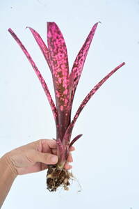 Billbergia sp② @bikamori.com ビルベルギア ラベル落ち