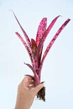 Billbergia sp② @bikamori.com ビルベルギア ラベル落ち_画像2